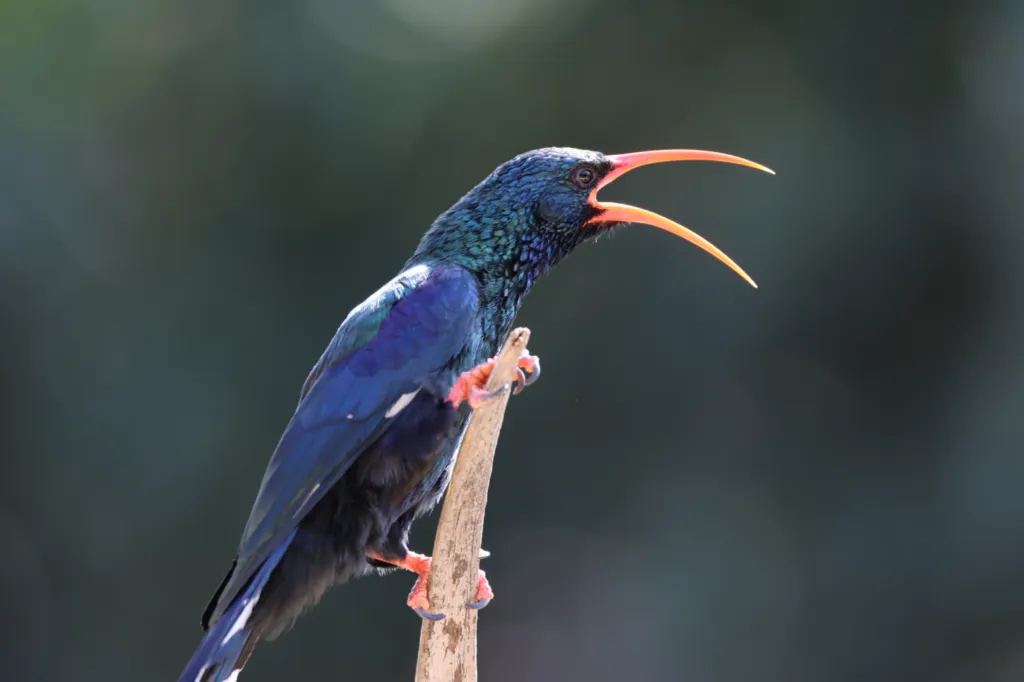 Green Wood-hoopoe (Rooibekkakelaar)