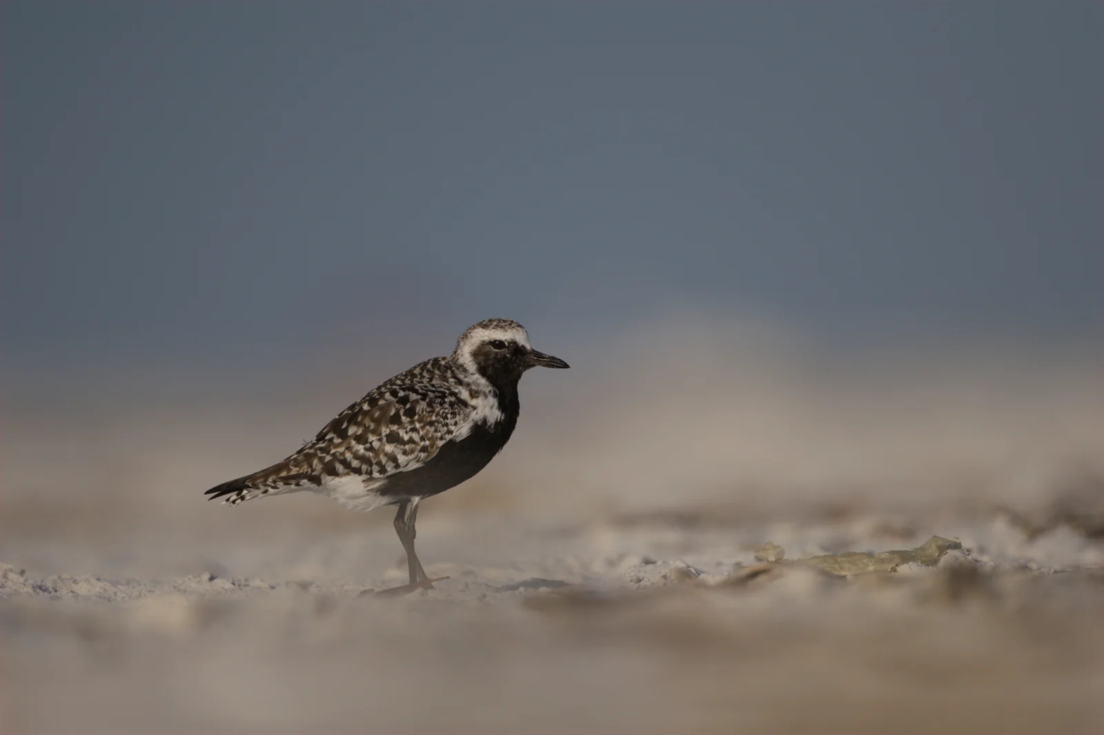 Grey Plover (Grysstrandkiewiet)
