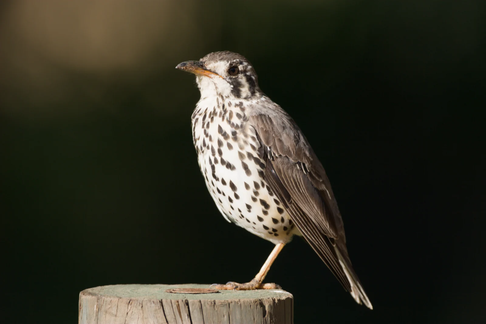 Groundscraper Thrush (Gevlekte Lyster)