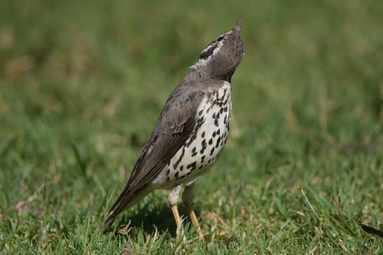 Groundscraper Thrush (Gevlekte Lyster)