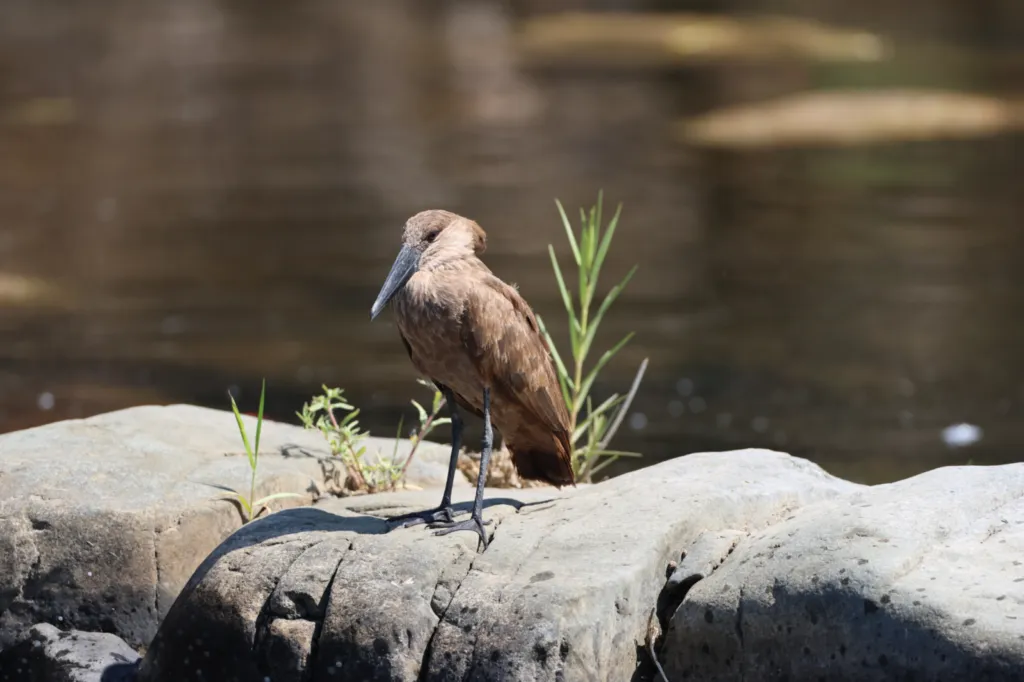 Hamerkop (Hamerkop)