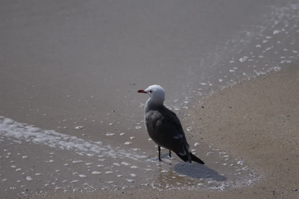 Heermann's Gull