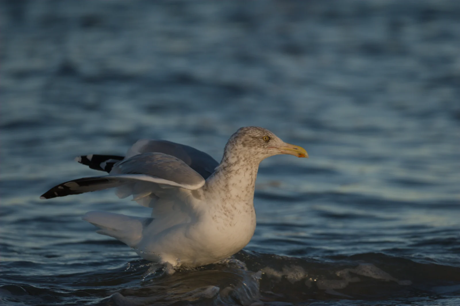 Herring Gull