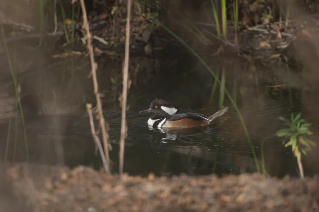 Hooded Merganser
