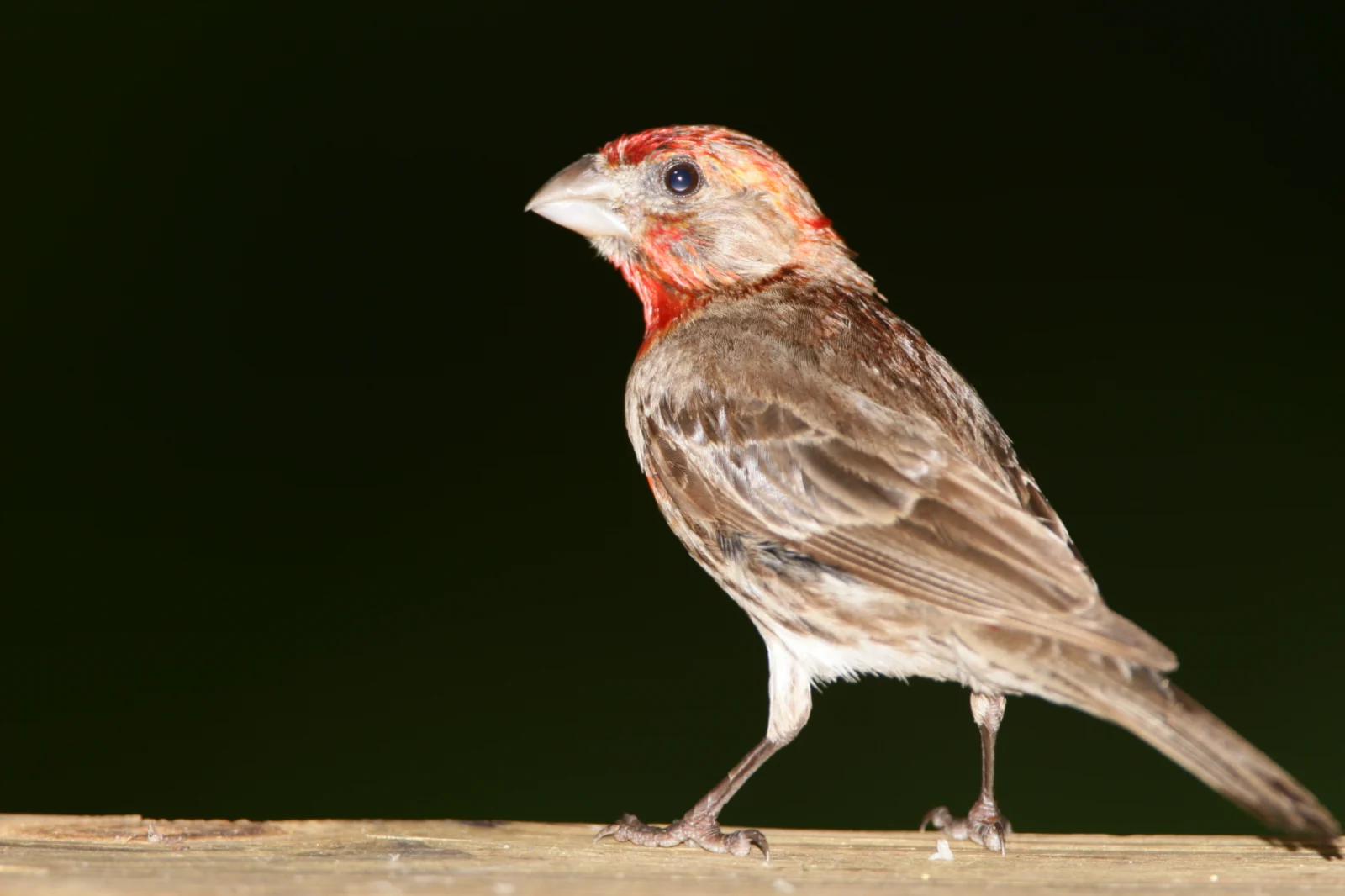 House Finch