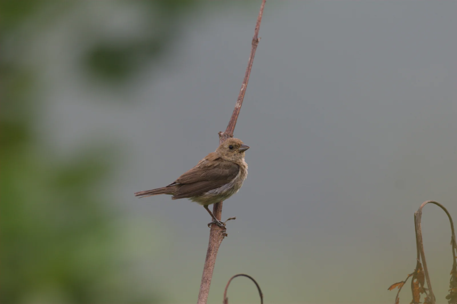 Indigo Bunting
