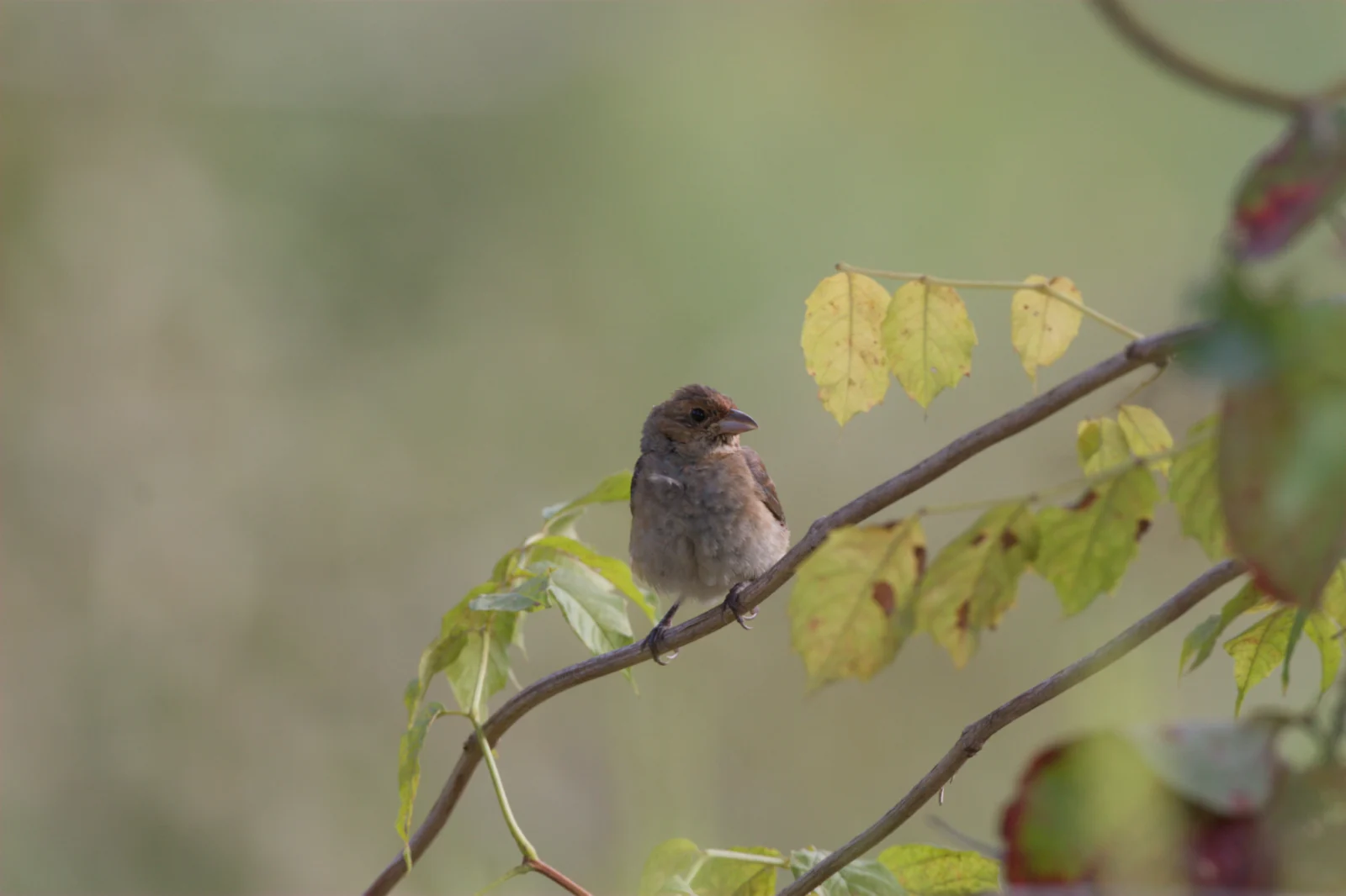 Indigo Bunting