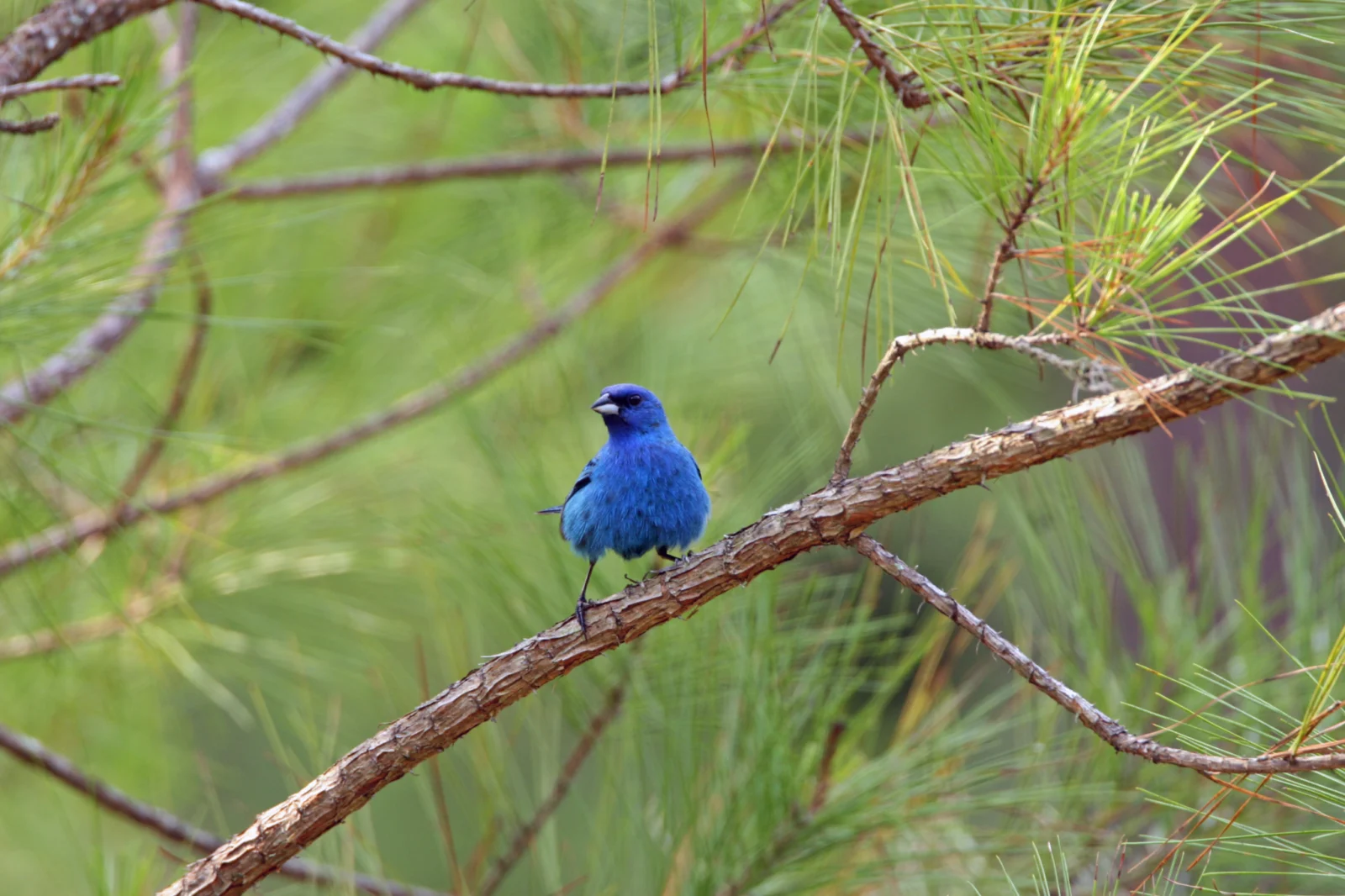 Indigo Bunting