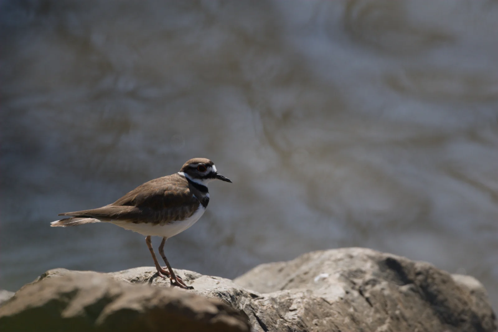Killdeer