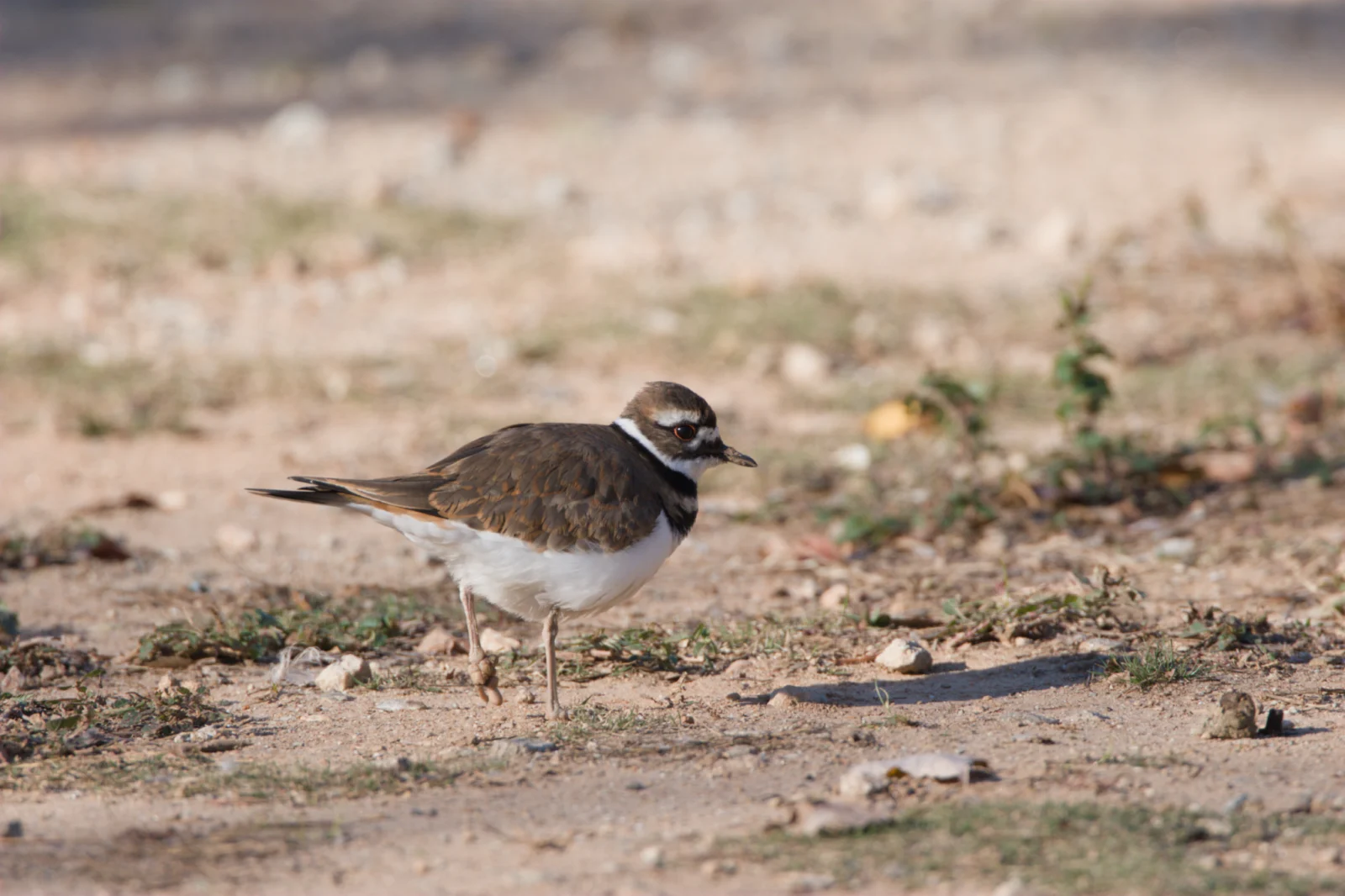 Killdeer