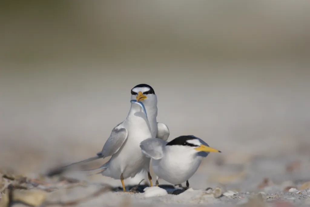 Least Tern