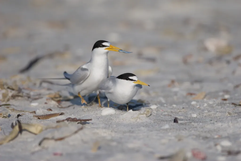 Least Tern