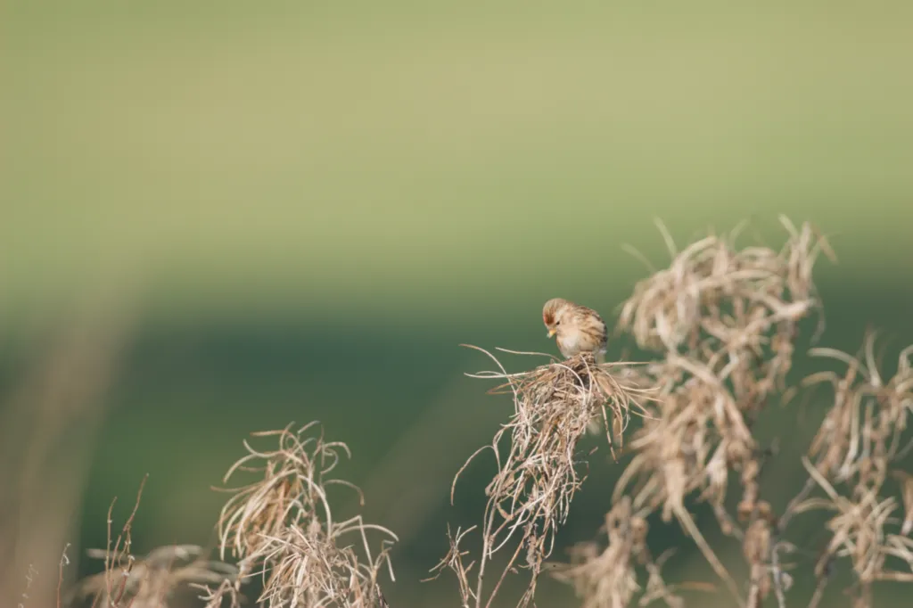 Lesser Redpoll