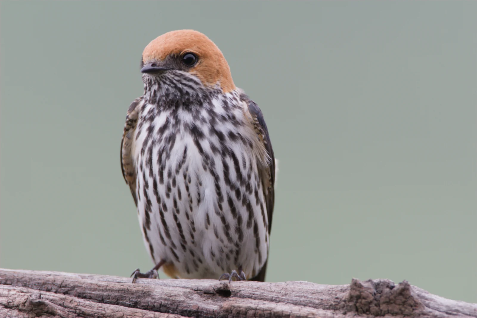 Lesser Striped Swallow (Kleinstreepswael)