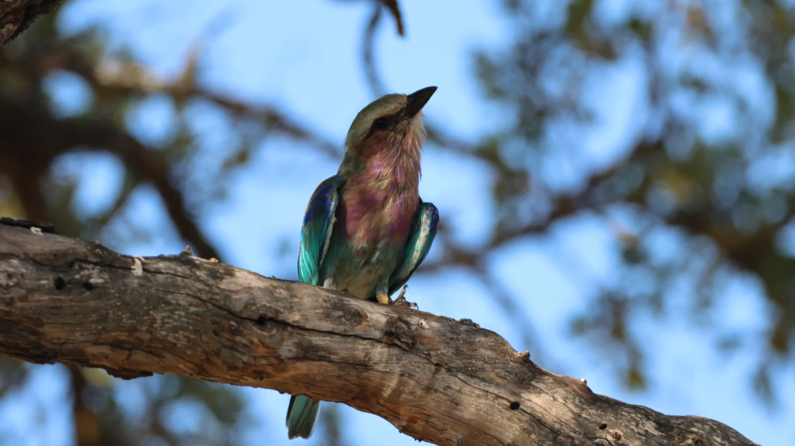Lilac-breasted Roller (Gewone Troupant)