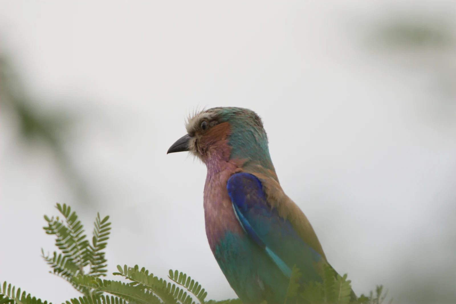 Lilac-breasted Roller (Gewone Troupant)