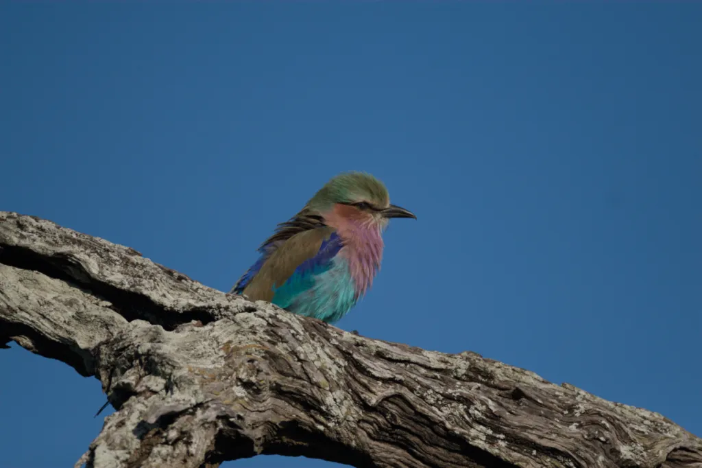 Lilac-breasted Roller (Gewone Troupant)