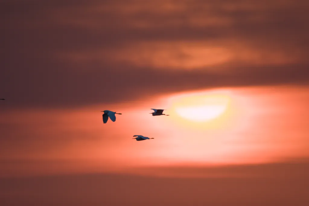 Little Egret (Kleinwitreier)