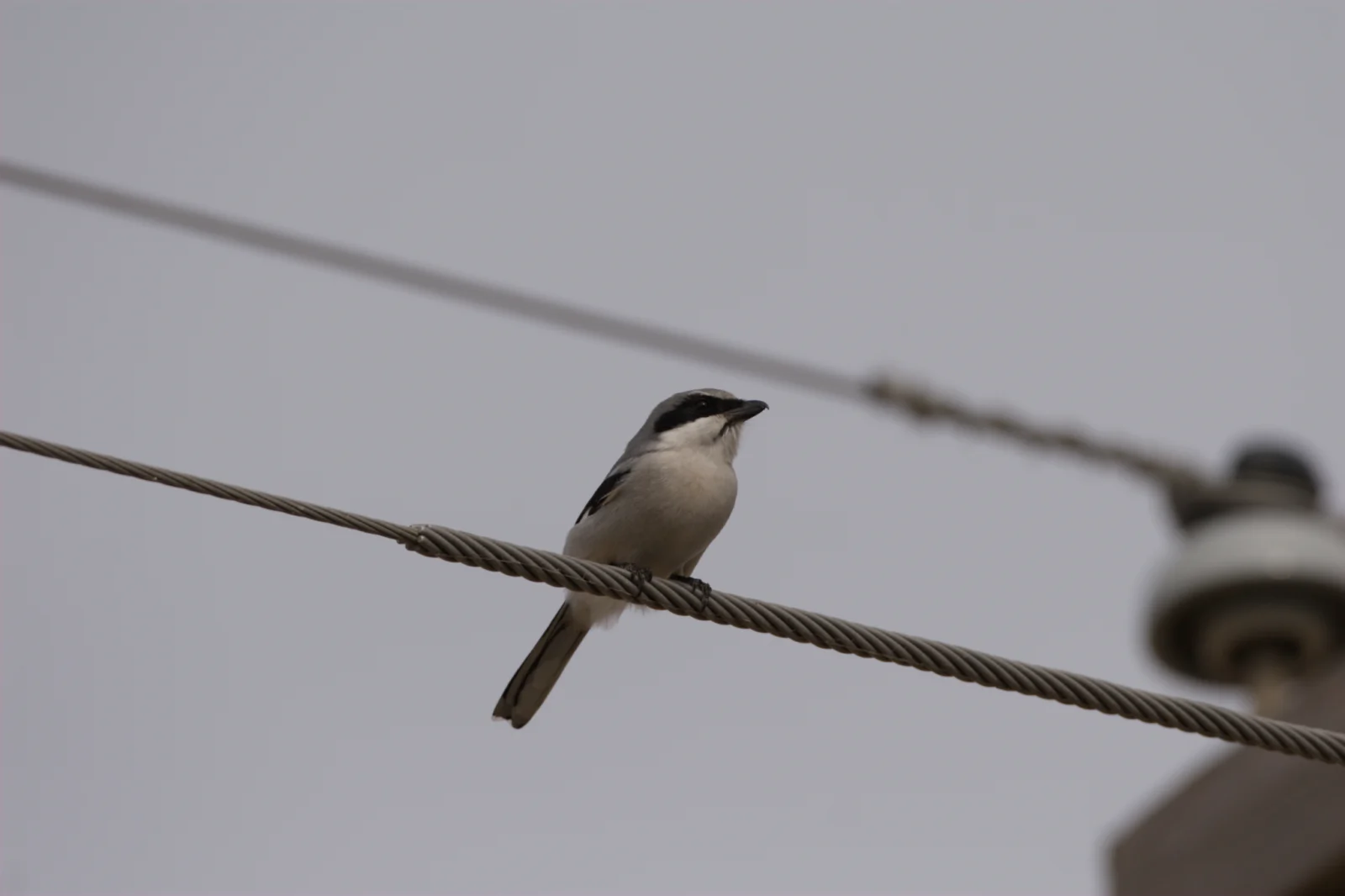 Loggerhead Shrike