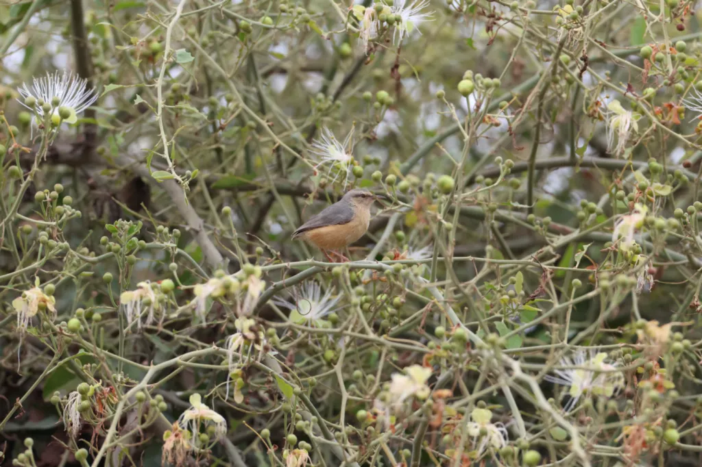 Long-billed Crombec (Bosveldstompstert)