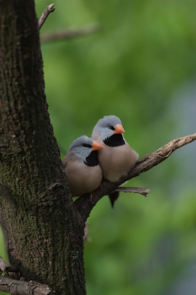 Long-tailed Finch