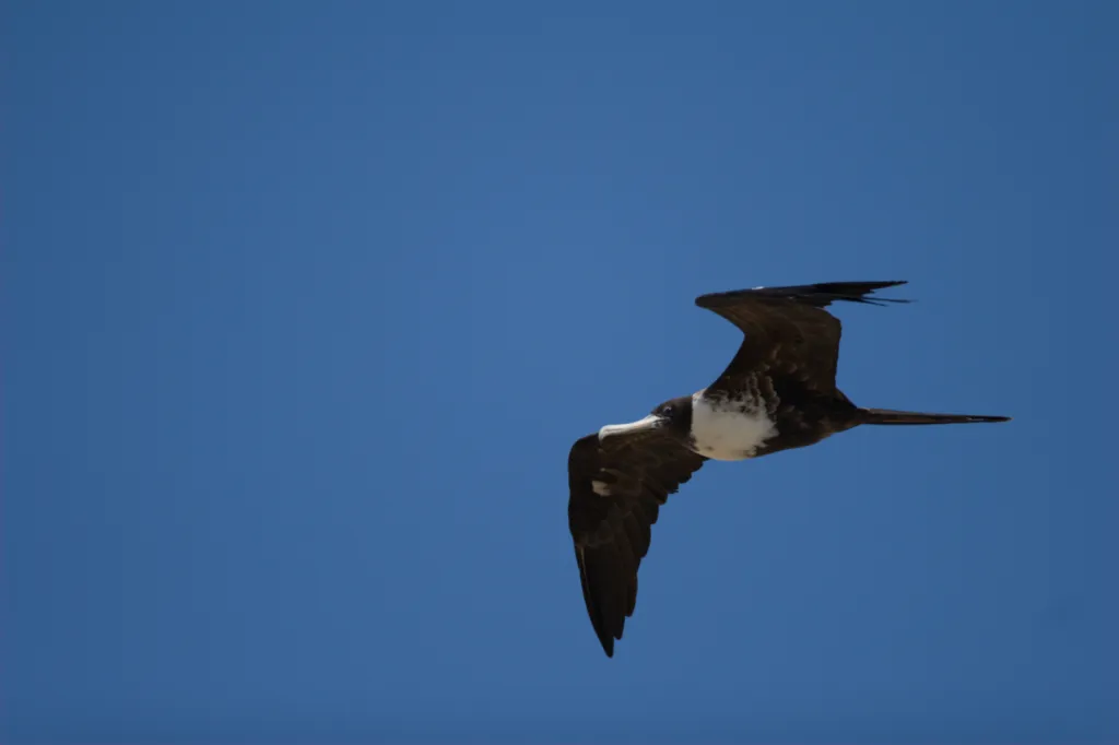 Magnificent Frigatebird
