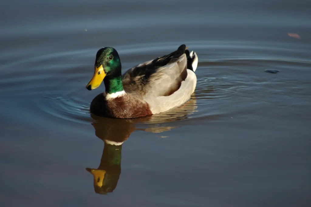 Mallard (Groenkopeend)