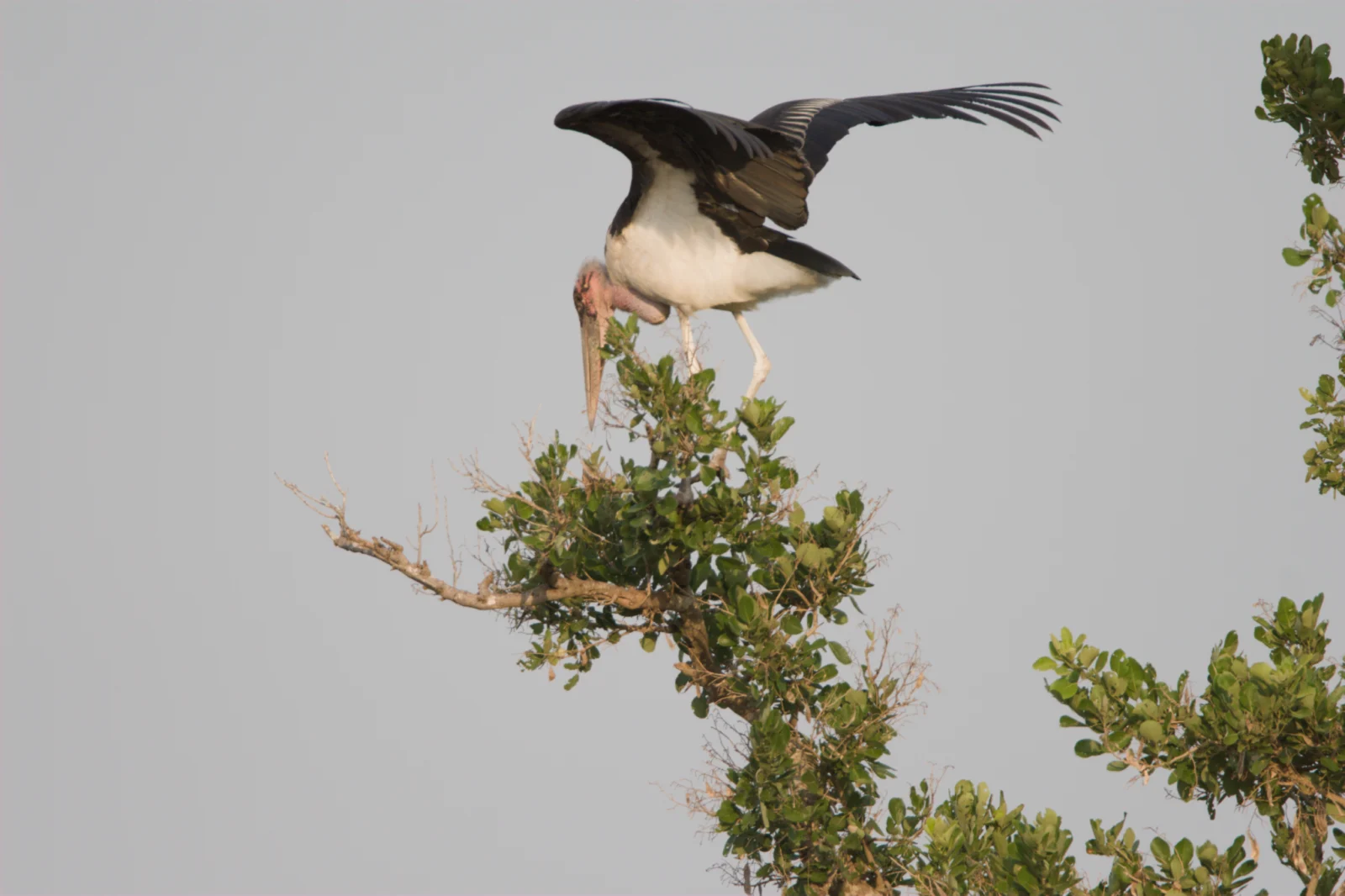Marabou Stork (Maraboe)