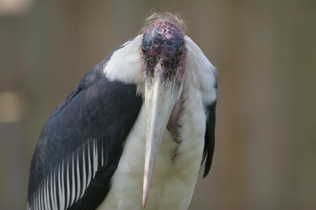Marabou Stork (Maraboe)