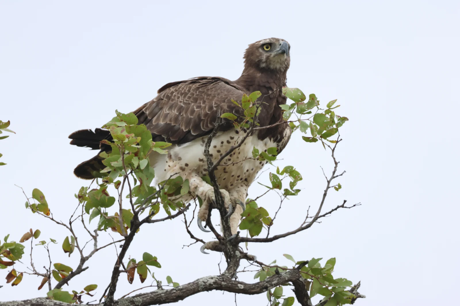 Martial Eagle (Breëkoparend)