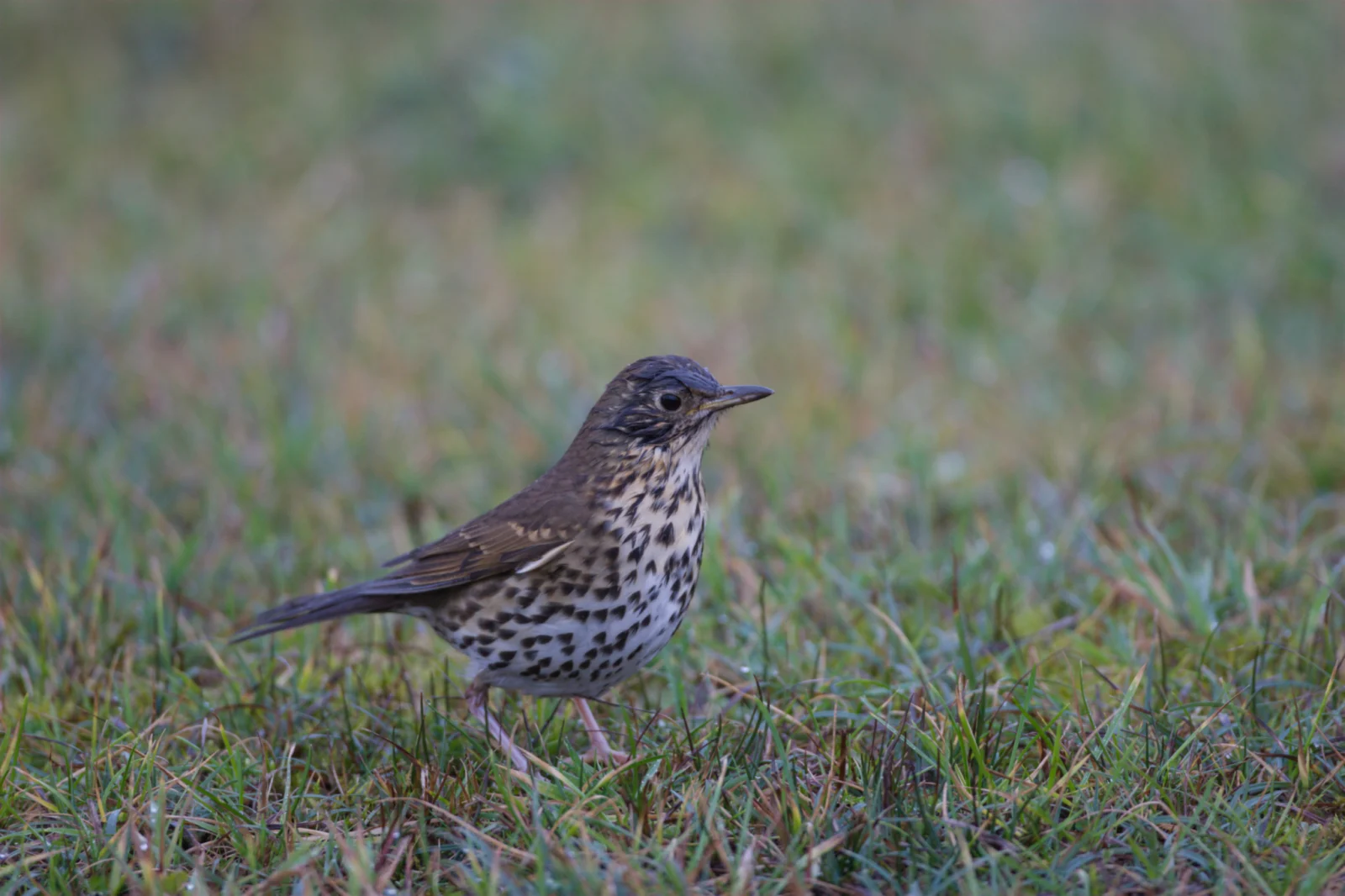 Mistle Thrush