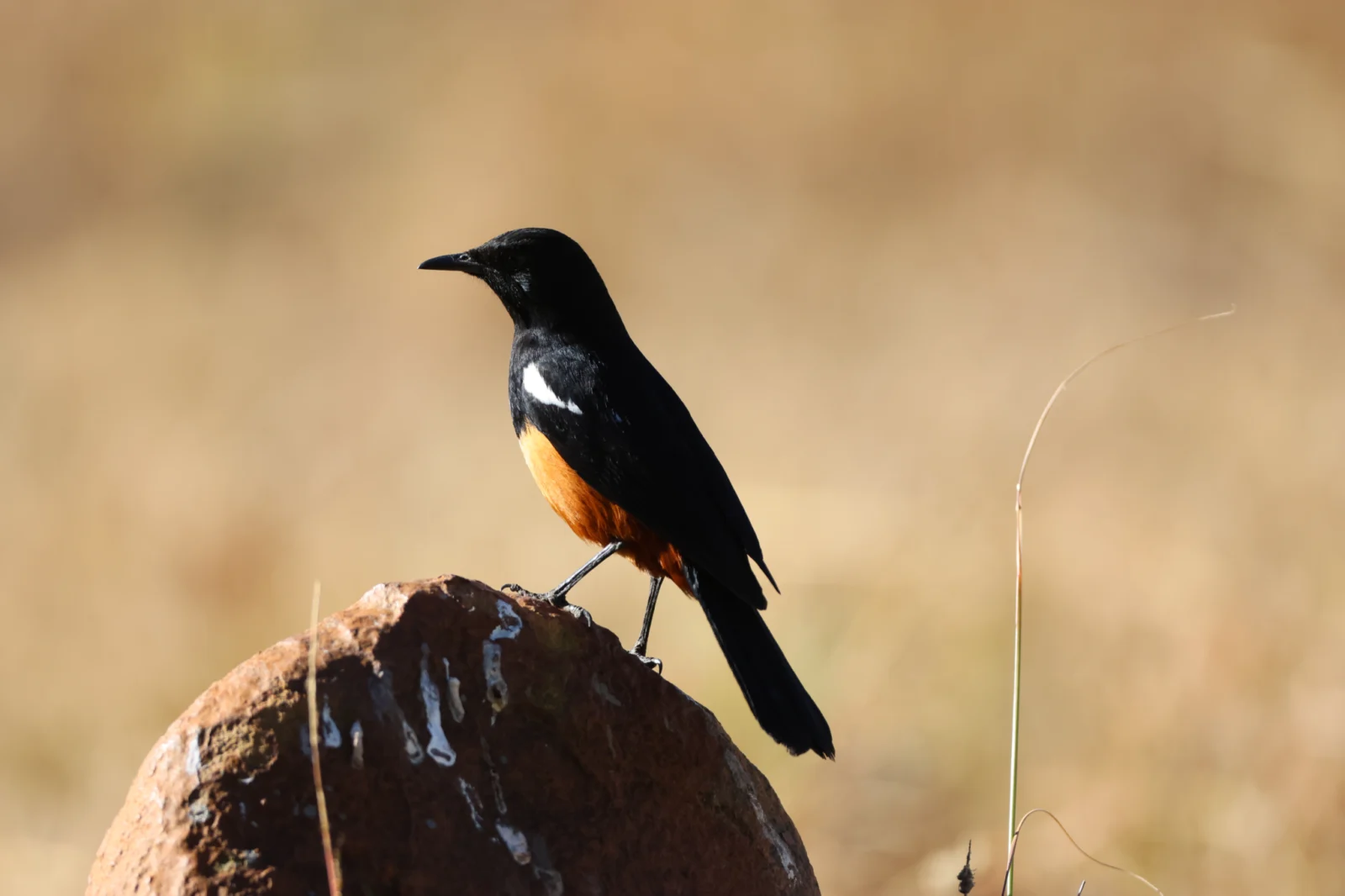 Mocking Cliff Chat (Dassievoël)
