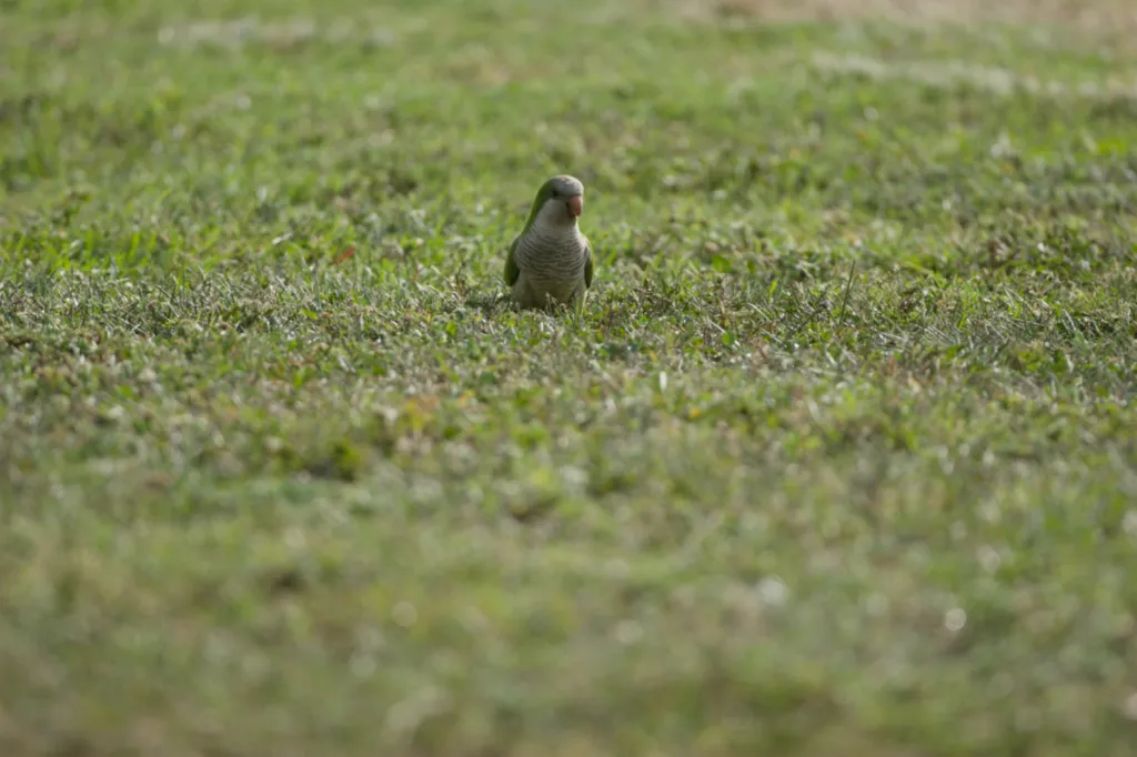 Monk Parakeet