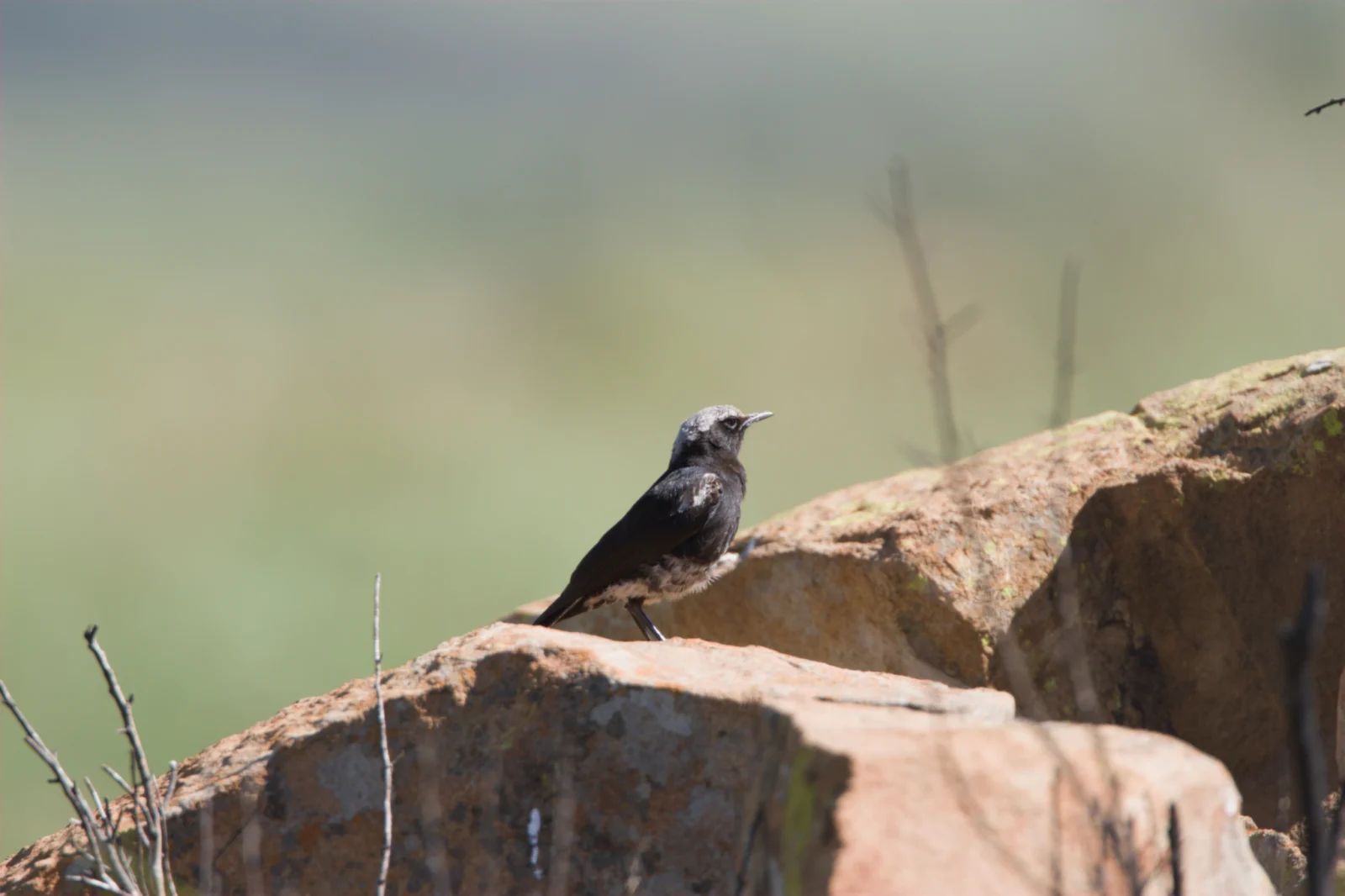 Mountain Chat (Bergwagter)