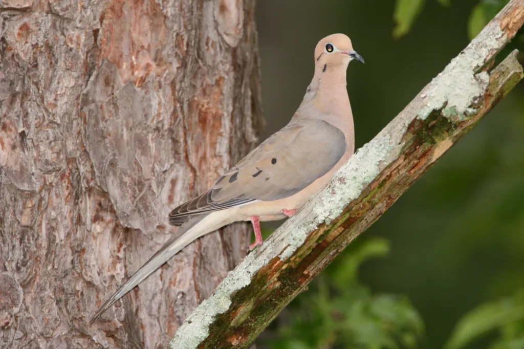 Mourning Dove