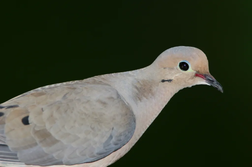 Mourning Dove