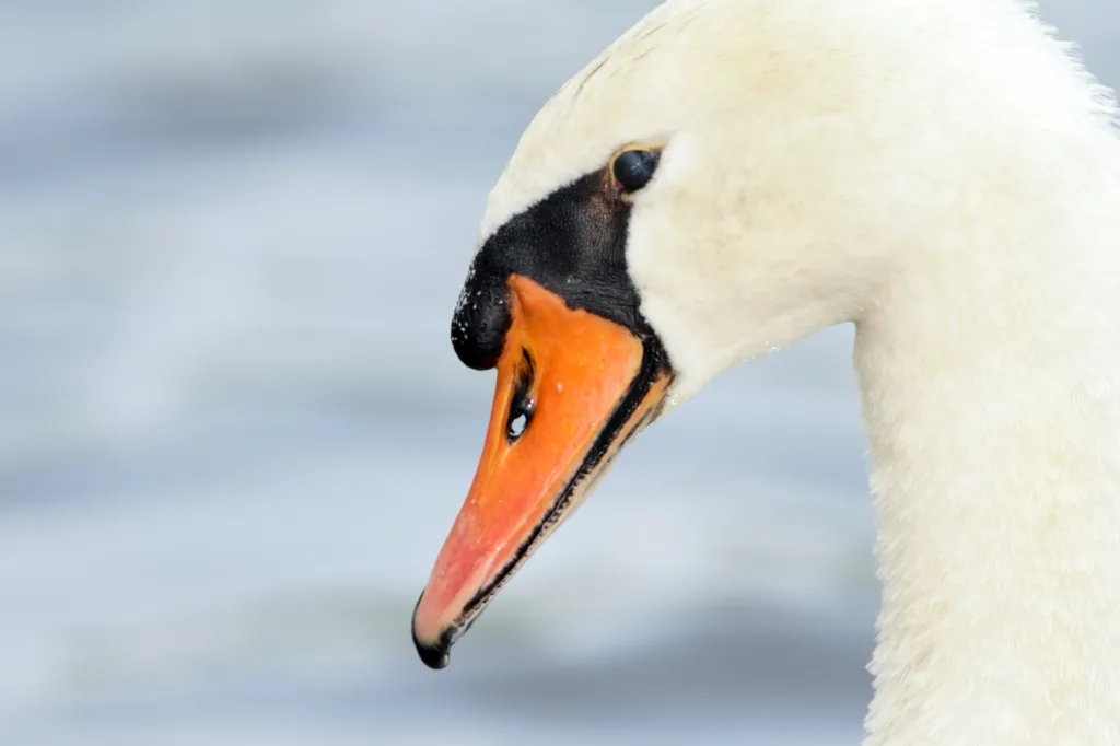 Mute Swan (Witswaan)