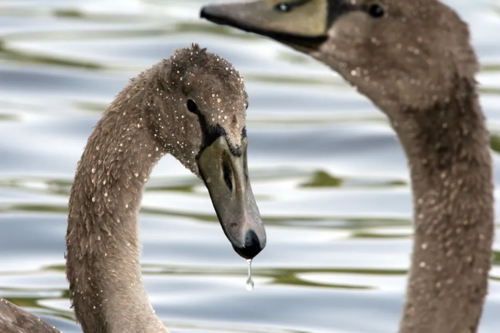 Mute Swan (Witswaan)