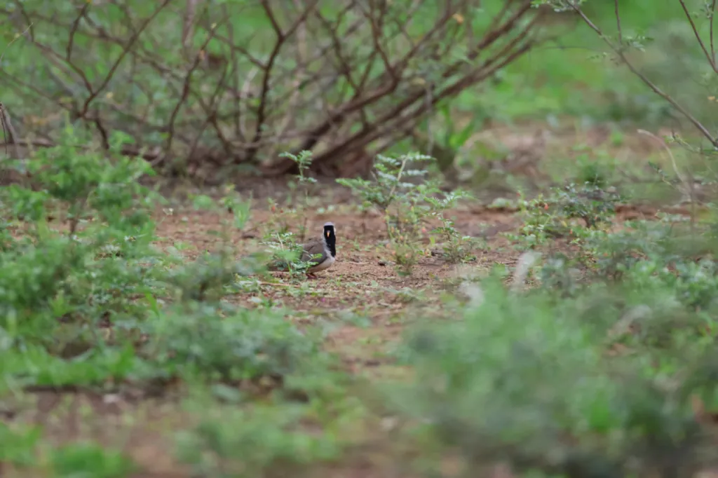 Namaqua Dove (Namakwaduifie)