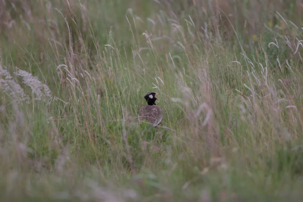 Northern Black Korhaan (Witvlerkkorhaan)