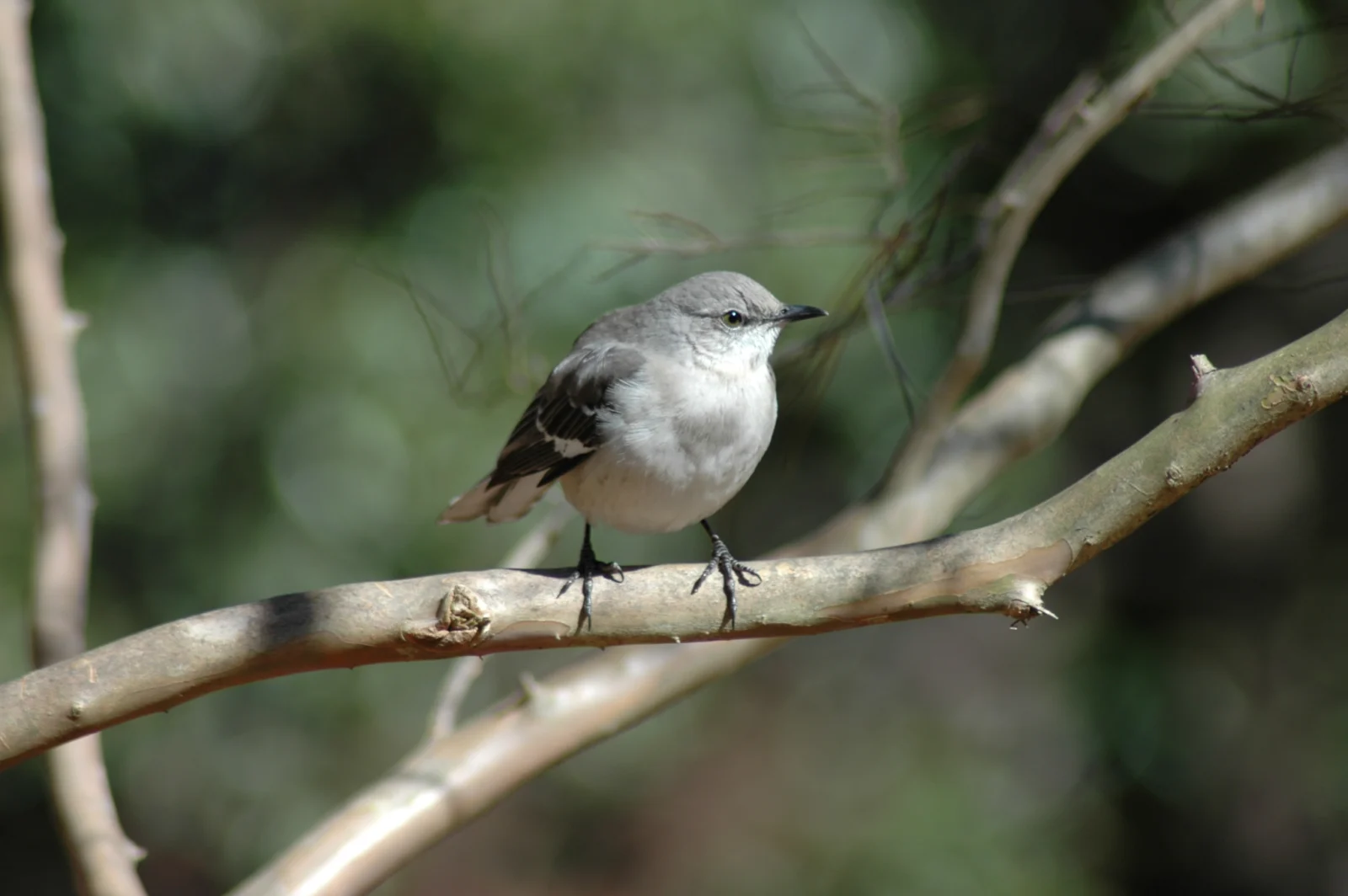 Northern Mockingbird