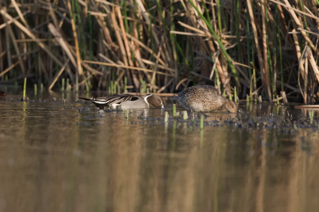 Northern Pintail (Pylsterteend)