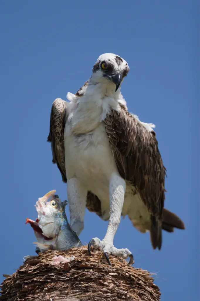 Osprey (Visvalk)