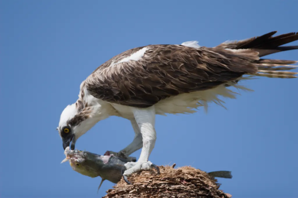 Osprey (Visvalk)