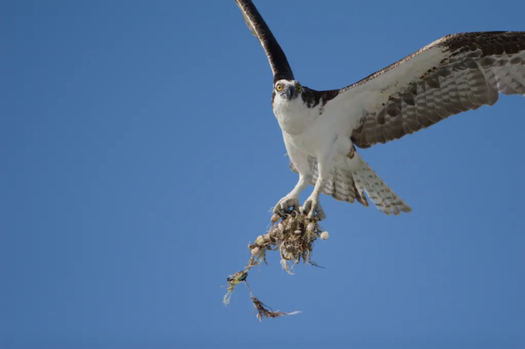 Osprey (Visvalk)