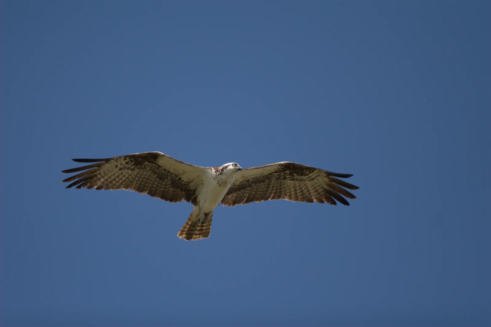 Osprey (Visvalk)