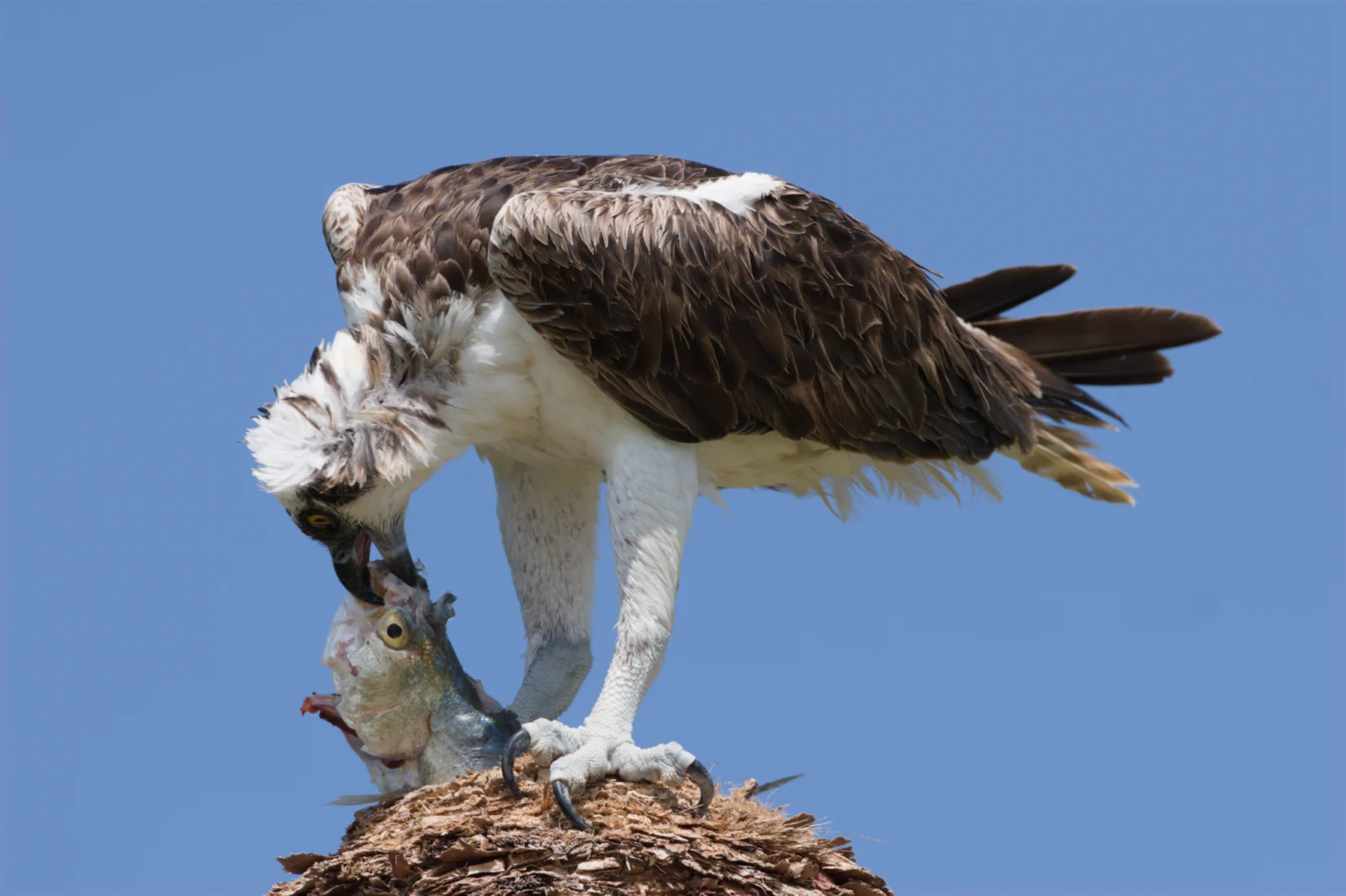 Osprey (Visvalk)