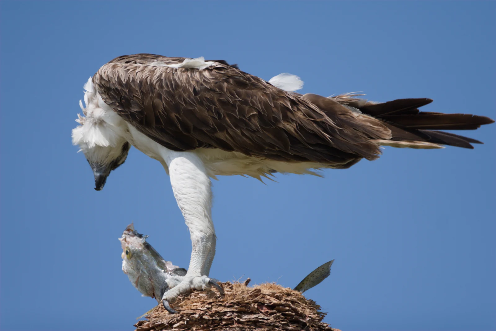 Osprey (Visvalk)