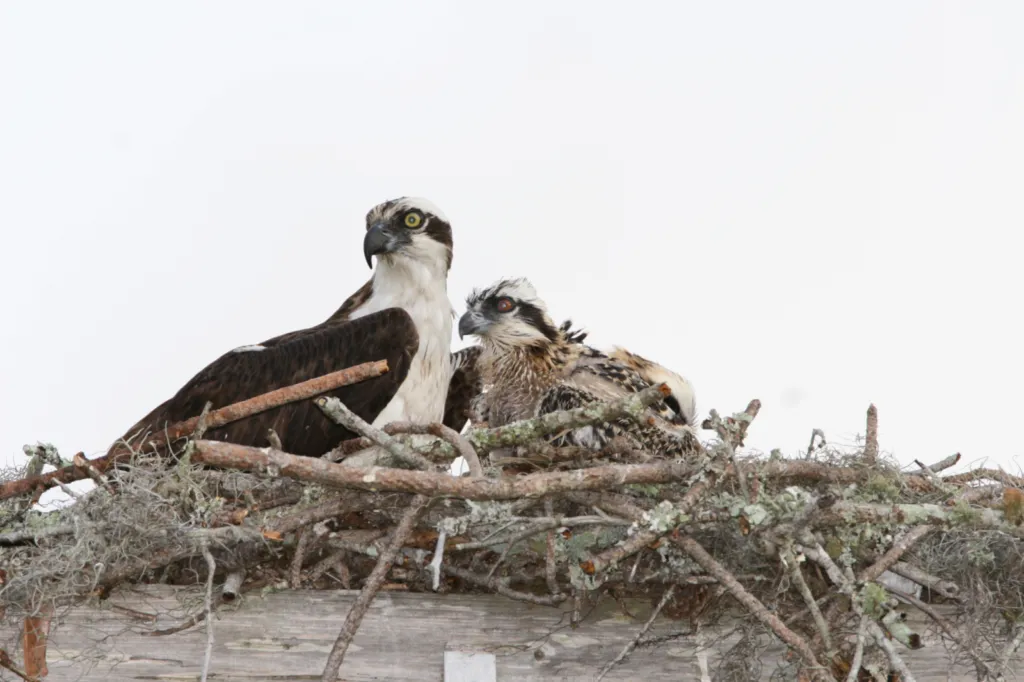 Osprey (Visvalk)