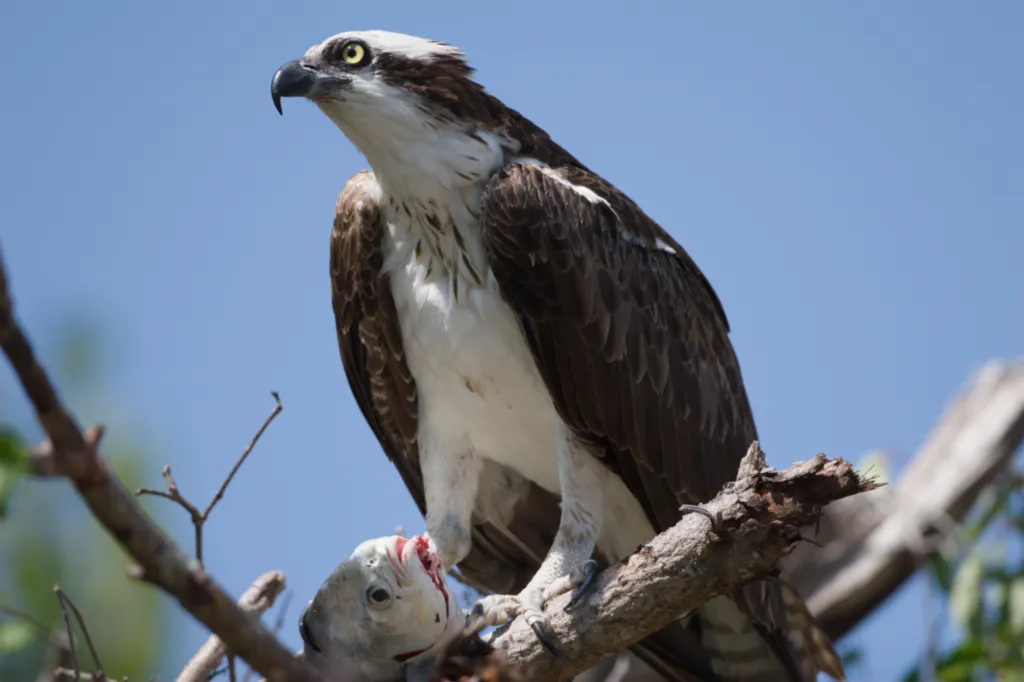Osprey (Visvalk)